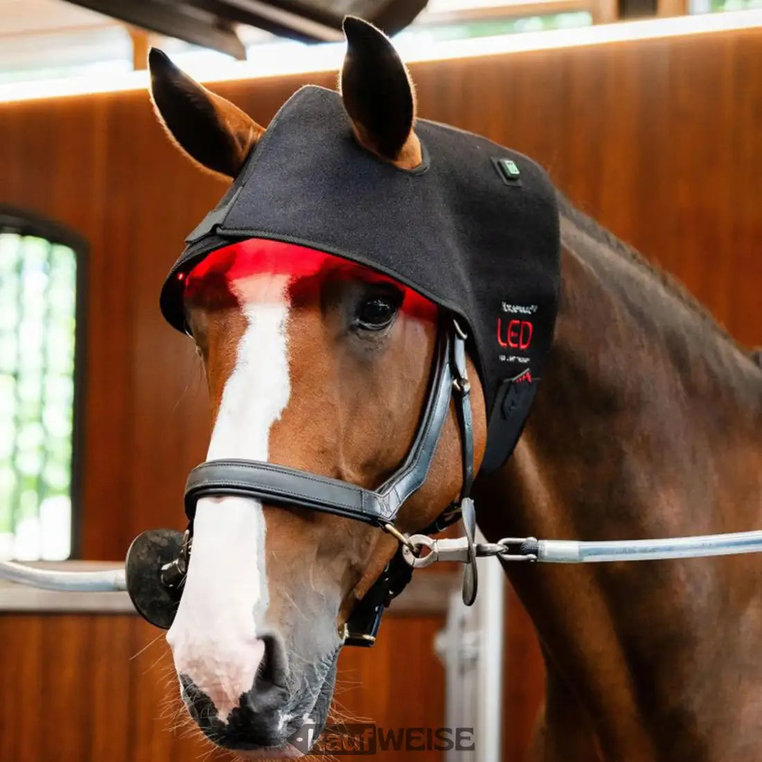 Schwarzer Horseware LED Poll Cap mit rotem Infrarotlicht am Stirnpol